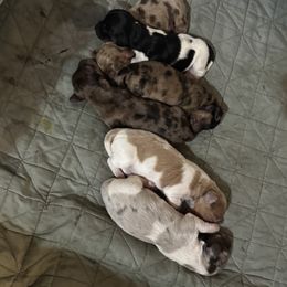 Dachshund puppies from Storybook Dachshunds