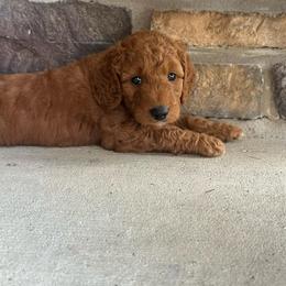 Clover - Red  male Goldendoodle puppy in Bellevue, Iowa from River Town Doodles