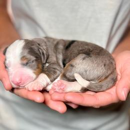 Rooney - Blue merle male Bernedoodle puppy in Sugarcreek, Ohio from Cuddly Companion Doodles
