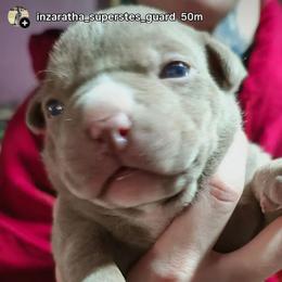 Girl 3 - Fawn female American Bully puppy in Phoenix, Arizona from Superstes Guard