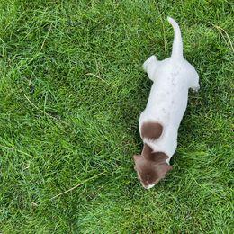 German Shorthaired Pointer Puppies from Chasing Kaya GSP Breeder
