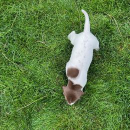 German Shorthaired Pointer Puppies from Chasing Kaya GSP Breeder