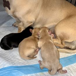 Dachshund Puppies from Dreamy Creamies