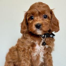 Black - Red  male Goldendoodle puppy in Hesperia, Michigan from Red Acres Poodles & Doodles