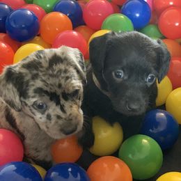 Aussiedoodle and Leopardoodle Puppies from A Puppy Crush