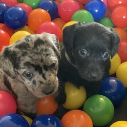 Aussiedoodle and Leopardoodle Puppies from A Puppy Crush