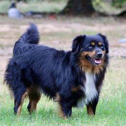 Duke - Miniature Australian Shepherd