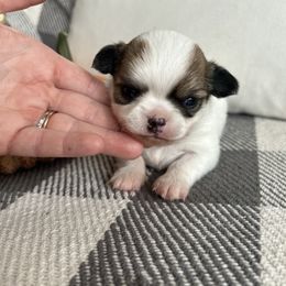 Boy 1 - Sable spotted white male Chihuahua puppy in Altoona, Alabama from Shady Grove Chihuahuas