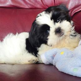 Bandit - Black and white male Shih Tzu puppy in Peoria, Arizona from Shihtzucircusaz