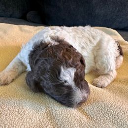 Vespa -- join our litter list - Brown roan female Lagotto Romagnolo puppy in Santa Fe, New Mexico from Raven Meadow Ranch