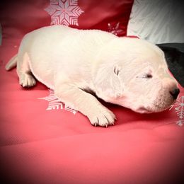 Labrador Retriever Puppies from Frost Creek Ranch