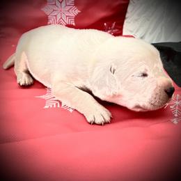 Labrador Retriever Puppies from Frost Creek Ranch