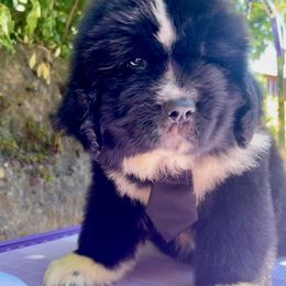 Boy 1 - Black male Newfoundland puppy in Marysville, Washington from Black Lions Newfoundlands