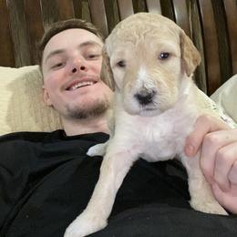 Double Doodle Puppies from Dream Doodles HTX