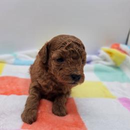 Penny - Red  female Poodle puppy in Kannapolis, North Carolina from Carolina Great Danes & Toy Poodles