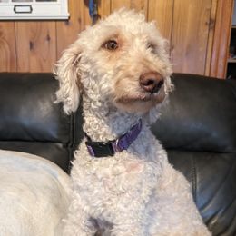 Goldendoodles from Wright’s Wiggle Butts