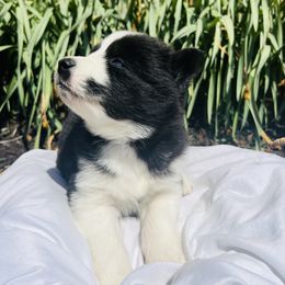 Siberian Husky Puppies from Wooly Woof Siberians