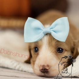 Red - Red female Dachshund puppy in Seminary, Mississippi from Down South Mavericks Dachshunds