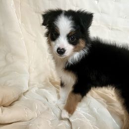 Oliver - Black tri Toy Australian Shepherd puppy in Boise, Idaho from Loving Little Aussies