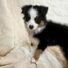 Oliver - Black tri Toy Australian Shepherd puppy in Boise, Idaho from Loving Little Aussies