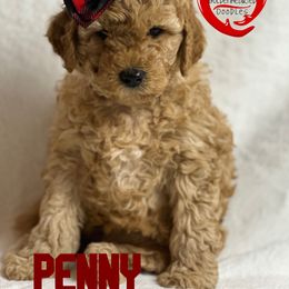 Goldendoodle Puppies from GoldenHearted Doodles
