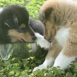 Collie Puppies from Savoy Collies