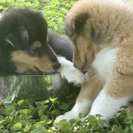Collie Puppies from Savoy Collies