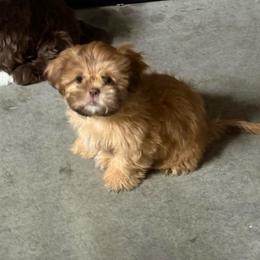 Raider - Chocolate male Shih Tzu puppy in Delta, Colorado from Wachowicz Shihtzu