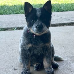 Rose - Australian Cattle Dog