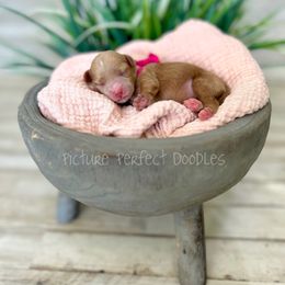Pink collar - Apricot female Cavapoo puppy in St George, Utah from Picture Perfect Doodles