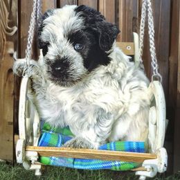 Diesel - Parti male Miniature Schnauzer puppy in Texas from Small Pawz Schnauzers