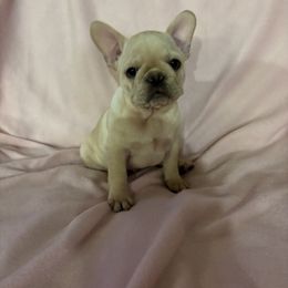 Pink female - Cream female French Bulldog puppy in Nevis, Minnesota from Faithful Acres French Bulldogs