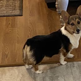 American Corgis, German Shepherds, and Pembroke Welsh Corgis from Four Leaf Farm- Vom Vierblättriges Bauernhof