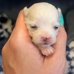 Rollo - White male Morkie puppy in Winston Salem, North Carolina from Patty’s Paws