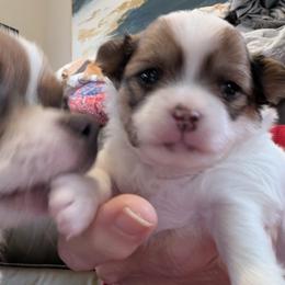 Rosie - Red and white female Chihuahua puppy in East Syracuse, New York from Blissful’s Chihuahuas