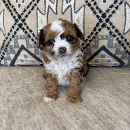 Rolo - Chocolate merle male Bernedoodle puppy in Lamar, Colorado from Jozlyn’s Pups
