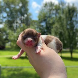 Mater - Chocolate sable male Pomeranian puppy in Perry County, Ohio from Speechless Pom’s