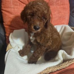 Dune (Grey boy) - Red  male Poodle puppy in Griswold, Connecticut from Flatrock Kennels of CT