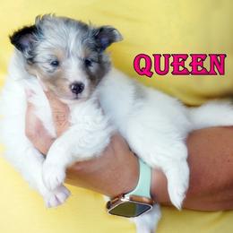 Queen - CHW blue merle girl - White blue merle and tan female Shetland Sheepdog puppy in Frazeysburg, Ohio from Mountain High Kennels