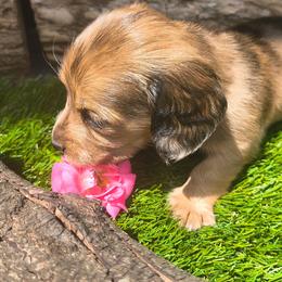 Dora - Dapple female Dachshund puppy in Birmingham, Alabama from Mini Doxies Love