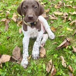 Smoky - White and liver male German Shorthaired Pointer puppy in Spring Valley, Wisconsin from Filipiak Breeders