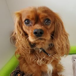 Theodore - Cavalier King Charles Spaniel