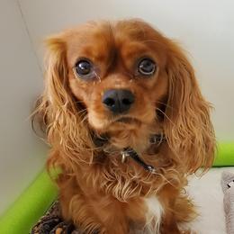 Theodore - Cavalier King Charles Spaniel