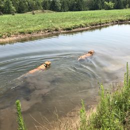 Labrador Retriever Puppies from Sammy G's Gun Dogs