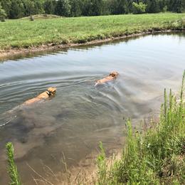 Labrador Retriever Puppies from Sammy G's Gun Dogs