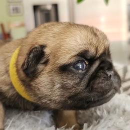 Girl 1... yellow collar - Fawn female Pug puppy in Lebanon, Maine from Palatial Pugs LLC