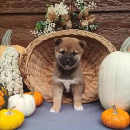 Claire - Red female Shiba Inu puppy in Clayton, Illinois from Adorable-Puppies
