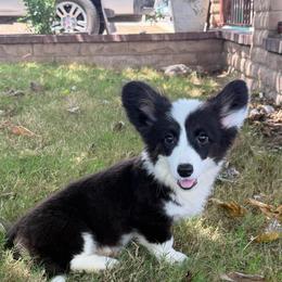 Clank - Black and white male Cardigan Welsh Corgi puppy in San Diego ,Ca, California from SoCal Native Corgis