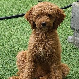 Peekaboo - Poodle