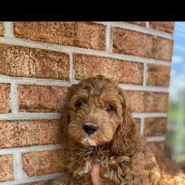 Cockapoo Puppies from Chesapeake Cockapoos